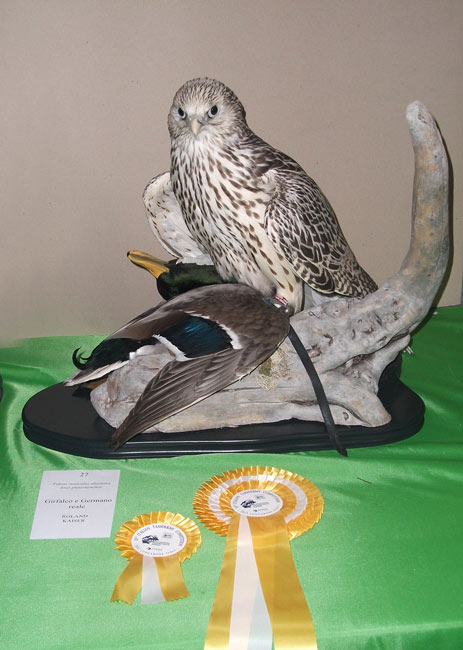 2011-girfalco